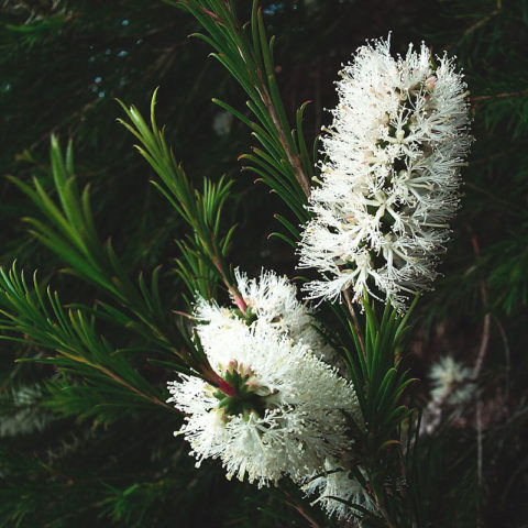 Huile Essentielle De Tea Tree (Arbre à Thé) - Melaleuca Alternifolia - Marque Medical Protect - Flacon Neuf