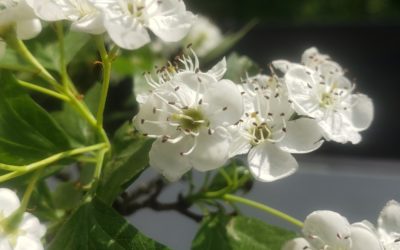 Aubépine – La plante du cœur