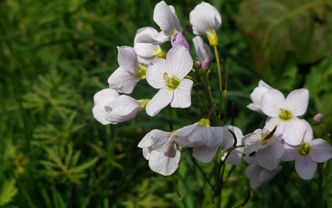Cardamine des prés – le piquant des ballades