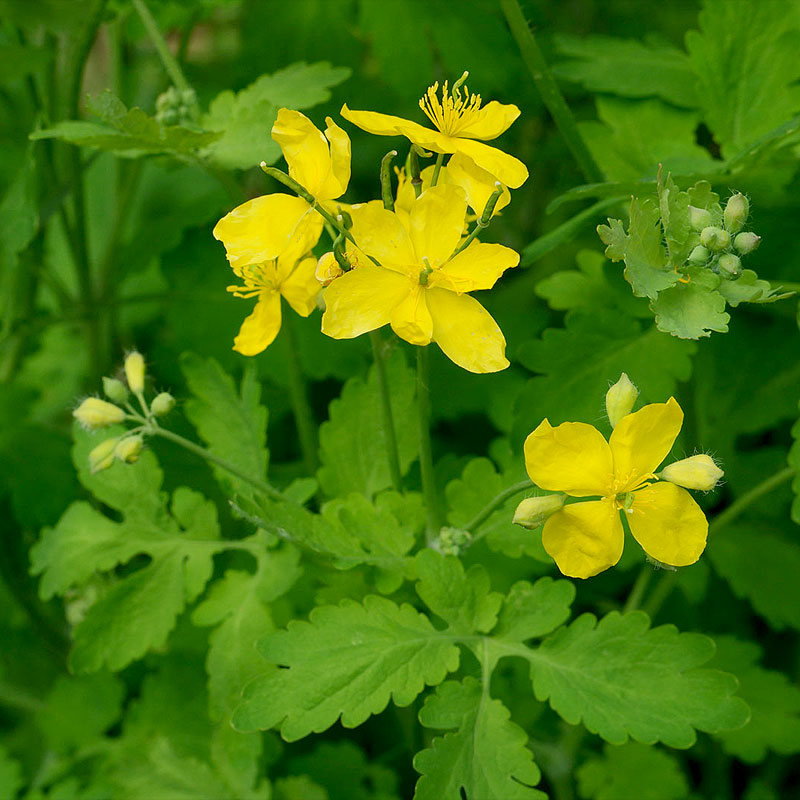 Ch lidoine Chelidonium Majus Phytoth rapie Papav rac es