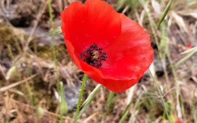 Coquelicot – Apaise les émotions et la toux