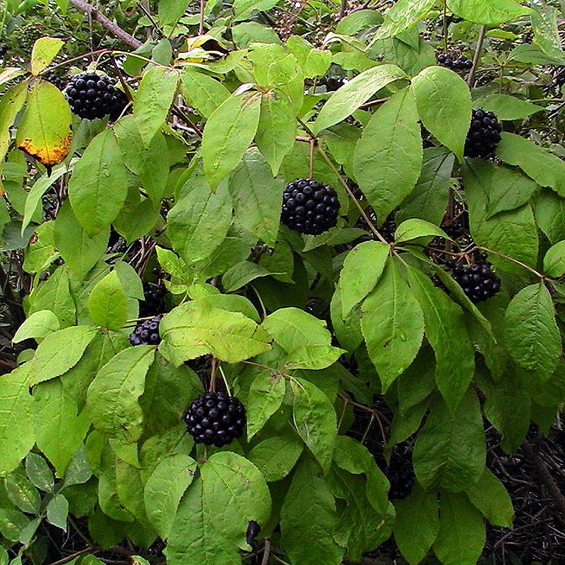  leuth rocoque Eleutherococcus Senticosus Phytoth rapie Araliac es