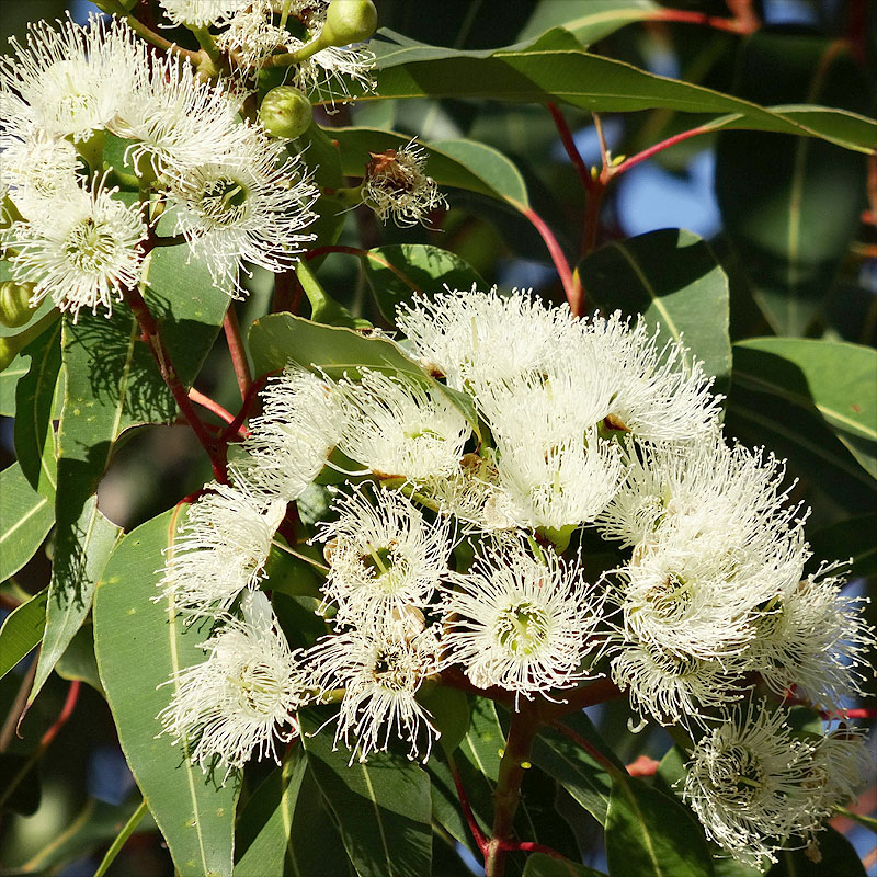 Huile essentielle d’eucalyptus citronné