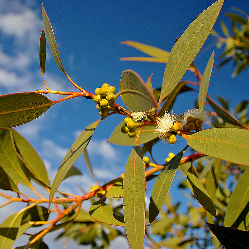 Huile essentielle d’eucalyptus mentholé
