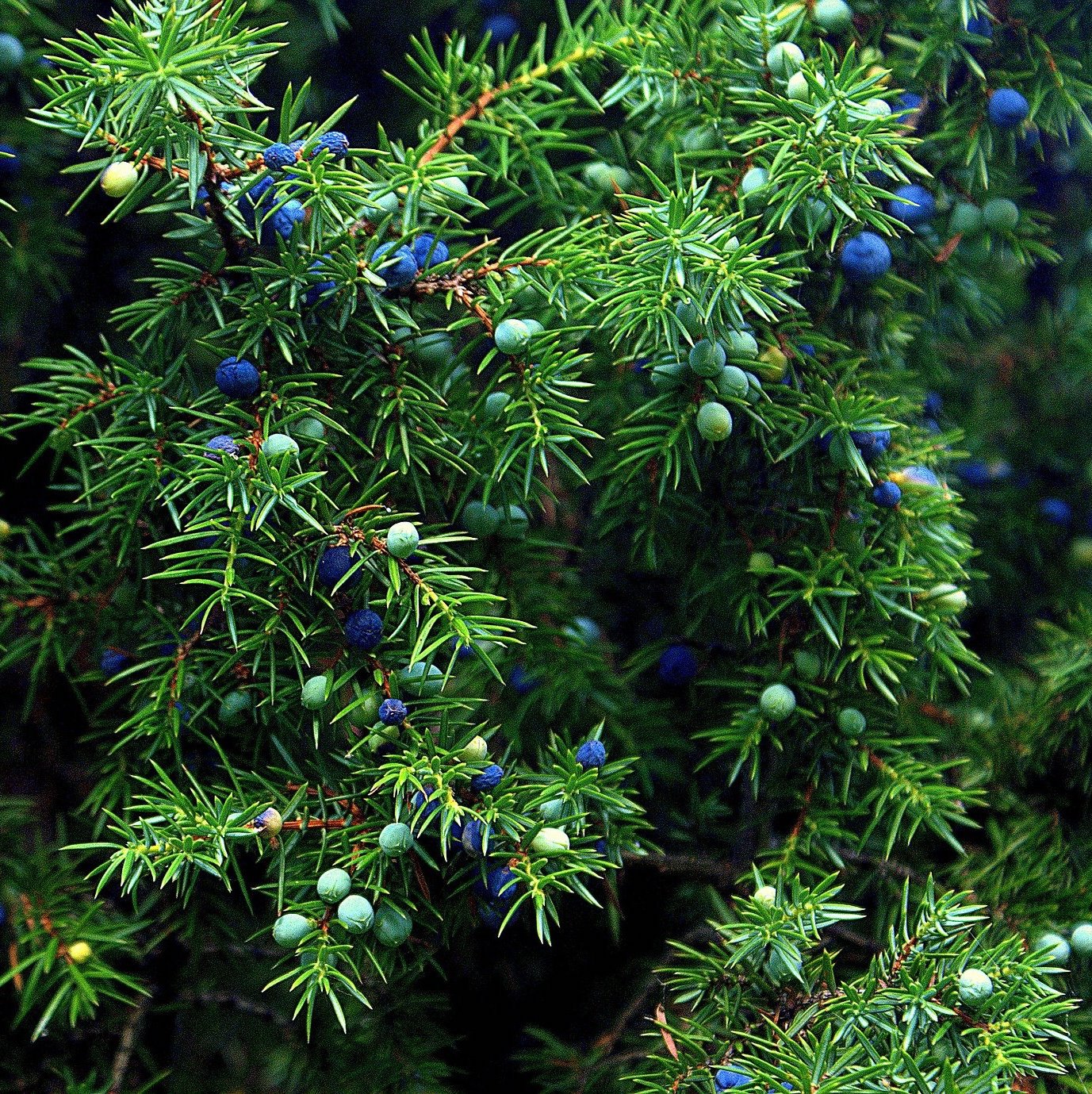 Bourgeon De Gen vrier Juniperus Communis Gemmoth rapie Cupressac es