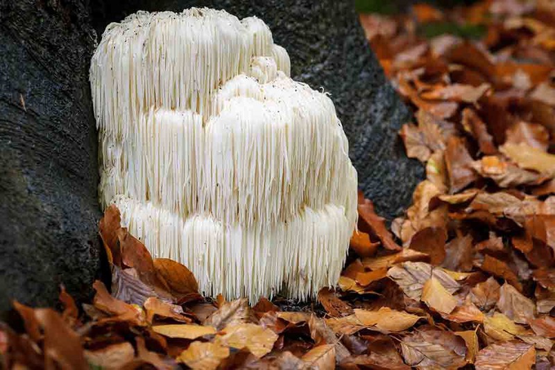 hericium-criniere-lion
