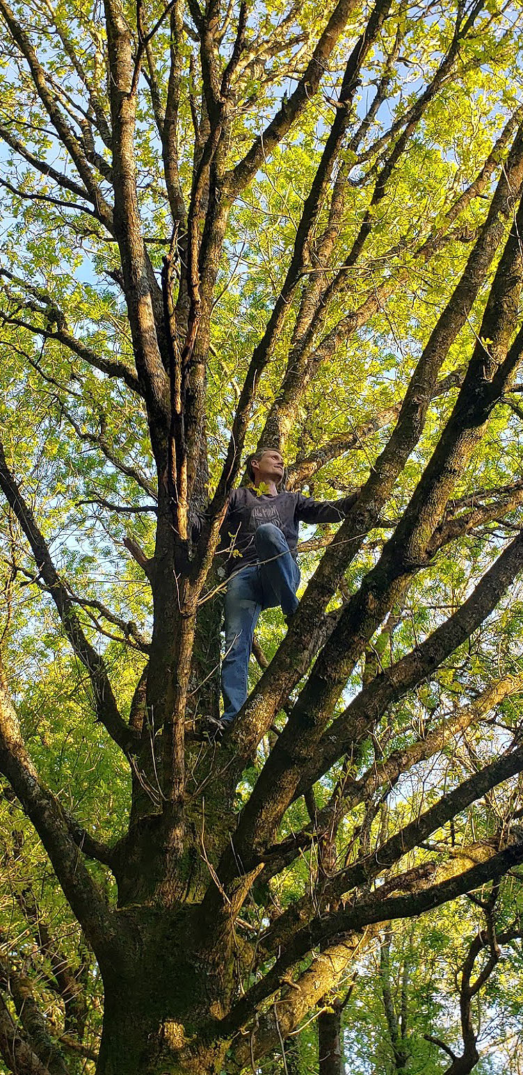 jean-arbre
