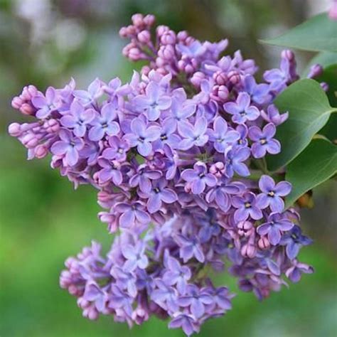 Bourgeon de lilas