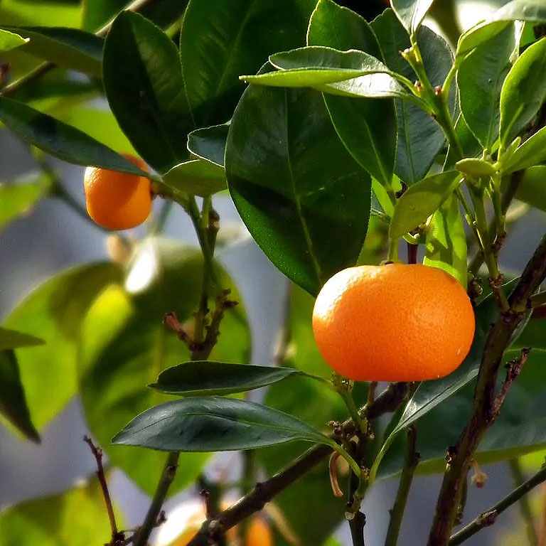 Huile essentielle de mandarine