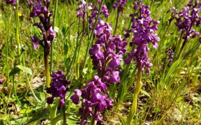 Orchis mâle – L’orchidée de chez nous