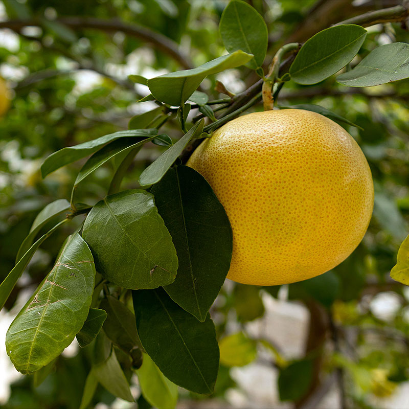 Huile essentielle de pamplemousse, Citrus paradisii, Aromathérapie