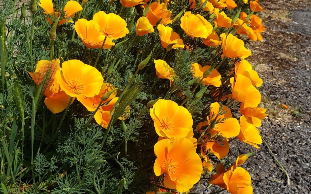 Pavot de Californie – La paix du système nerveux