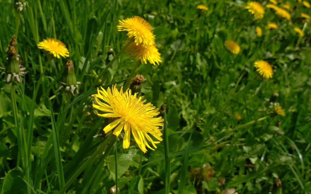 Pissenlit – Le roi du jardin