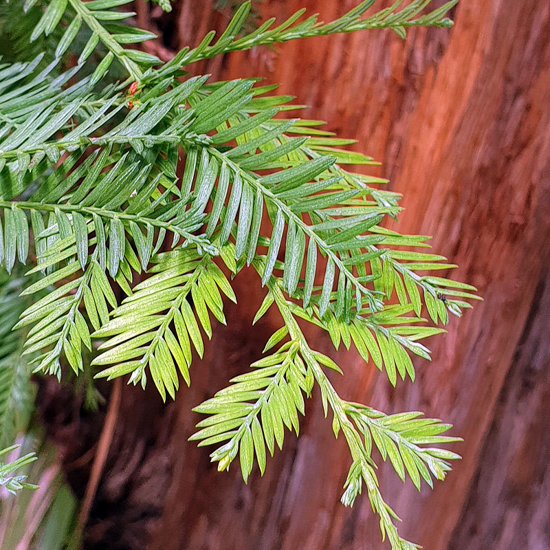 Bourgeon de sequoia