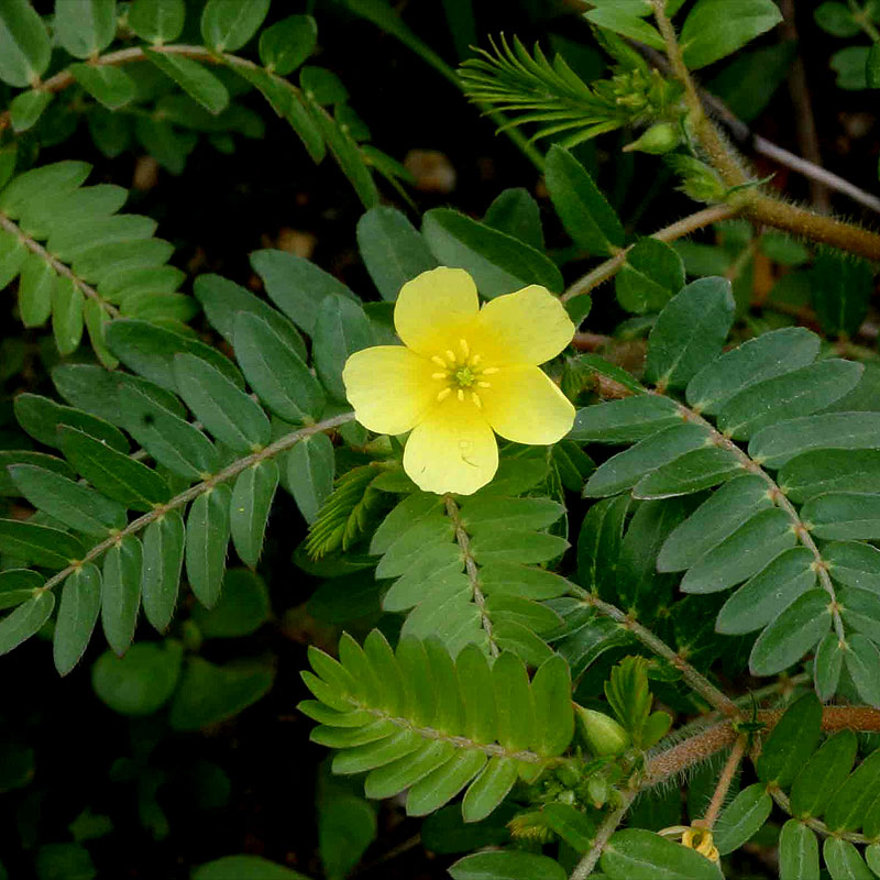 Tribulus