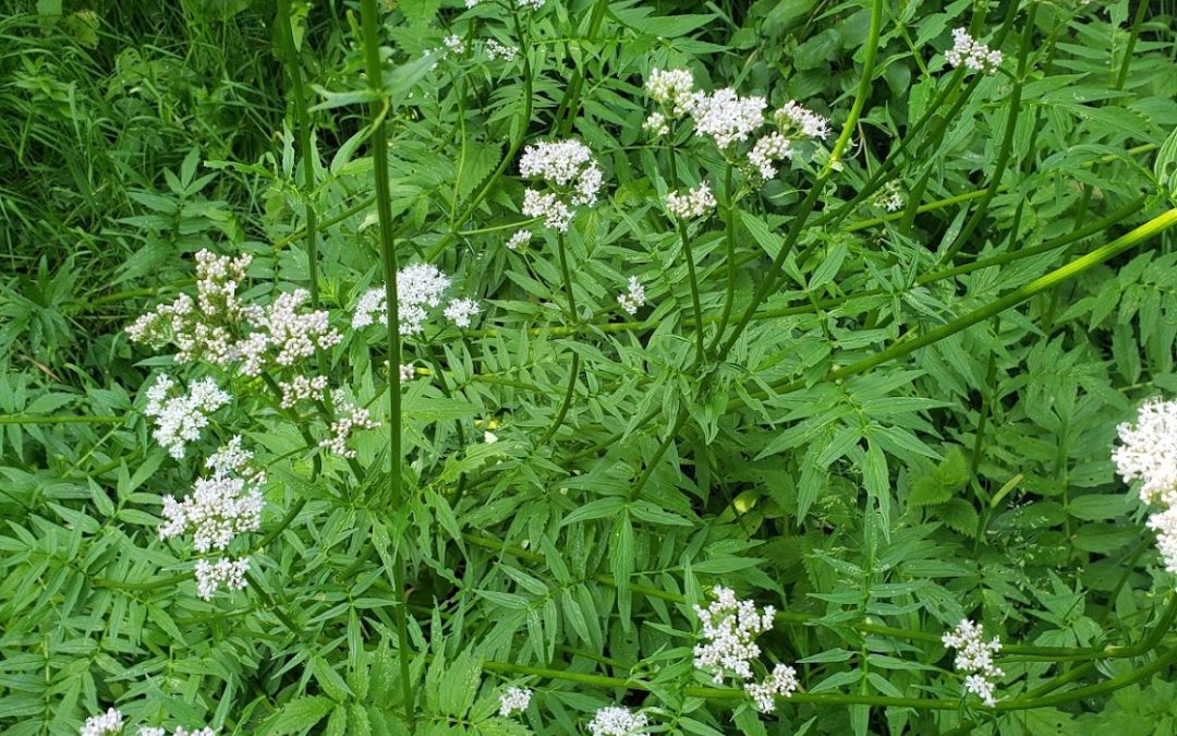Valériane – La marchande de sommeil
