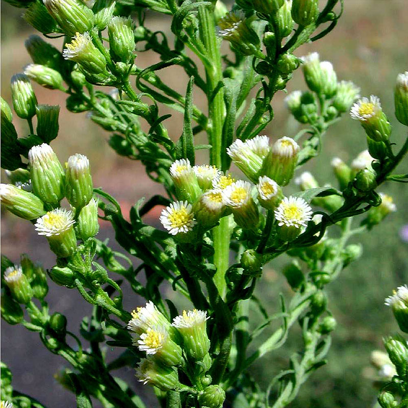 Vergerette Du Canada Erigeron Conyza Canadensis Phytoth rapie Vergerette Du Canada Erigeron Conyza Canadensis Phytoth rapie
