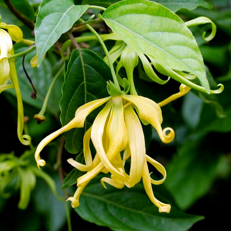 Huile essentielle d’ylang ylang