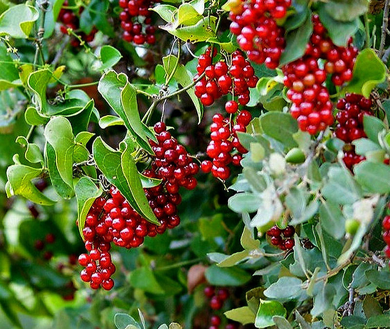 Salsepareille – Les Schtroumpfs avaient bien raison