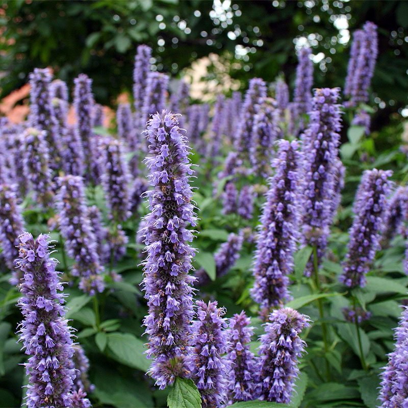 Agastache Agastache