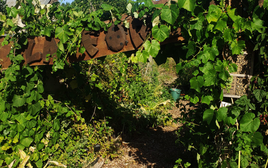 Jardin forêt : favoriser les symbioses et le vivant