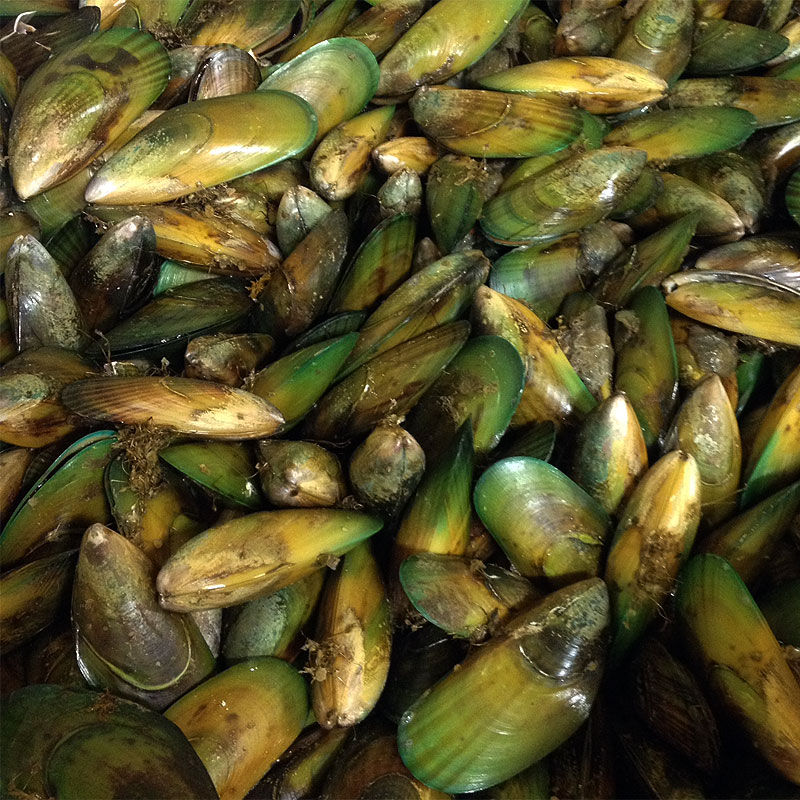 Moule aux orles verts Moule aux orles verts