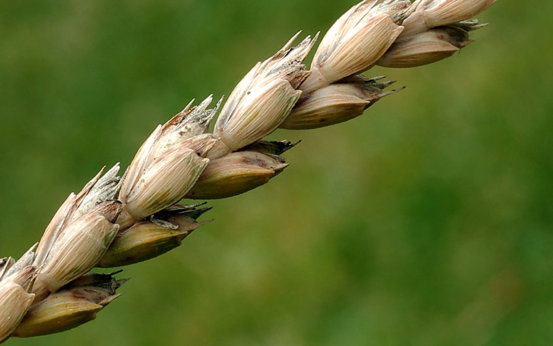Le grand épeautre, une céréale contemporaine