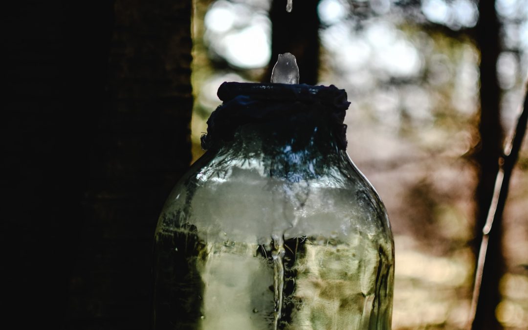 La sève de bouleau : une solution naturelle pour purifier le corps et le reminéraliser
