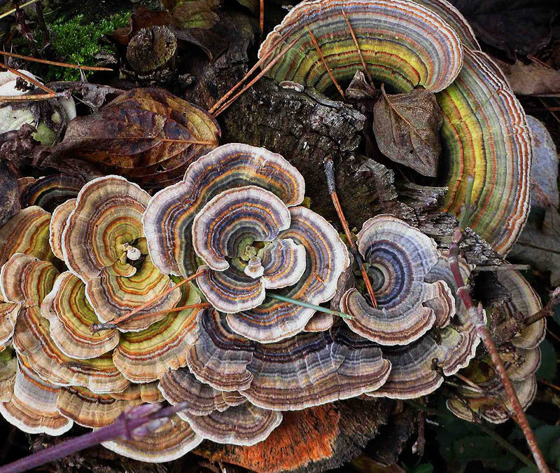 Le coriolus versicolor, un antitumoral local