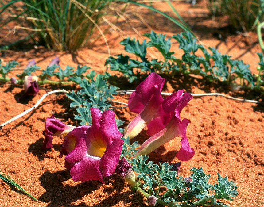 Phytothérapie : faut-il utiliser des plantes lointaines ?