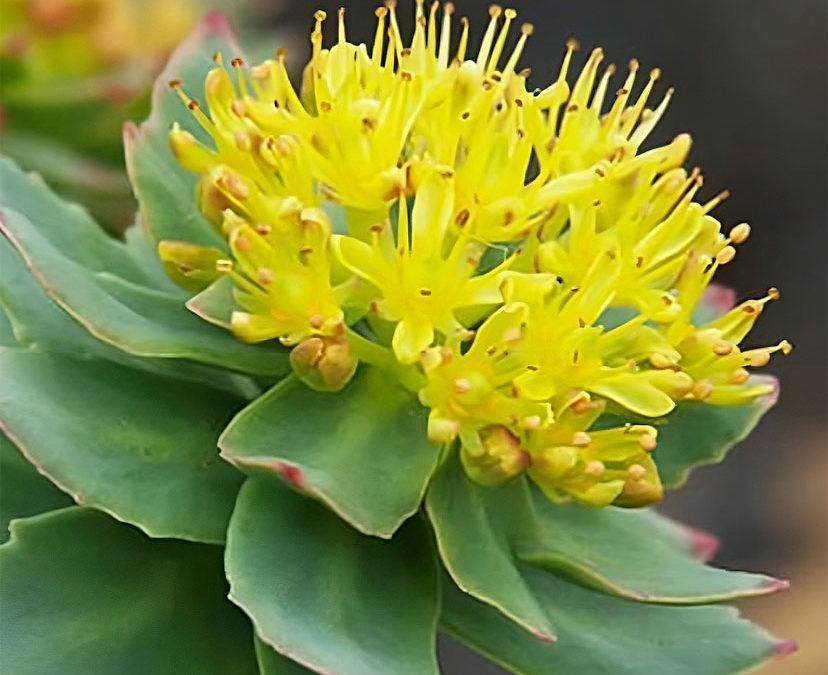 Plantes et neurotransmetteurs